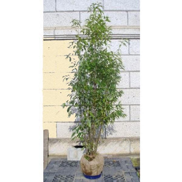 逸品。ヒメシャラ株立1.8M(鉢底から)品番B 逸品。ヒメシャラ株立1.8M(鉢底から)品番B - メルカリ