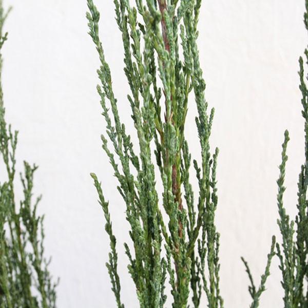 正規品 スカイロケット 樹高1.0m前後 4本セット 【1679697697】(10205円)