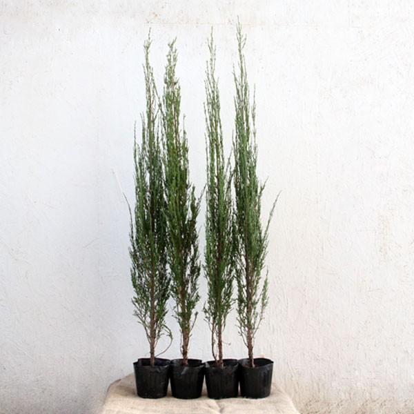 正規品 スカイロケット 樹高1.0m前後 4本セット 【1679697697】(10205円)