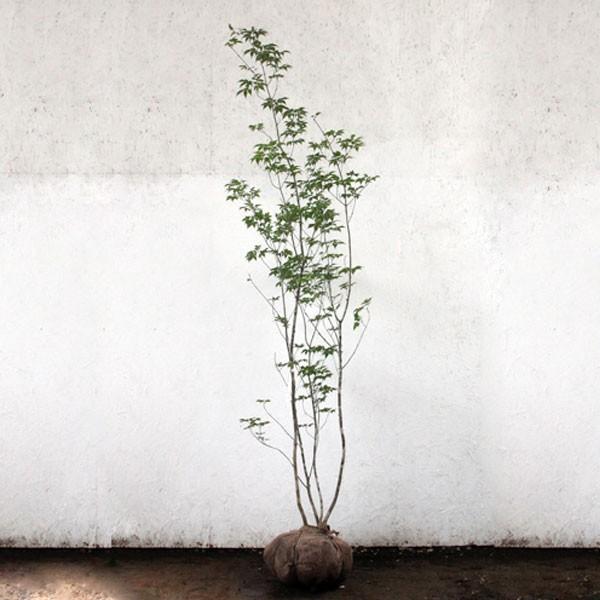 ふるさと納税 アオダモ 株立ち 樹高1 8 2 0m前後 根鉢含まず 単品 Aynaelda Com