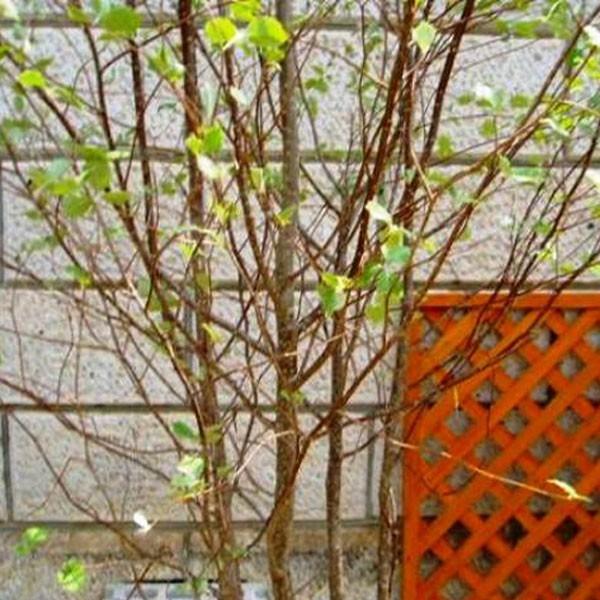 山採り　アズキナシ　株立ち 現品 特大苗 株立ち アズキナシ 2.5mほど 山採り - メルカリ