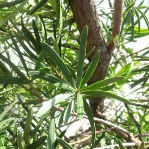 イヌマキ 樹高1.8〜2.0m前後(根鉢含まず) 単品 : 相馬グリーン - 通販