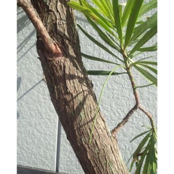 イヌマキ 樹高2.5m前後(根鉢含まず) 単品 