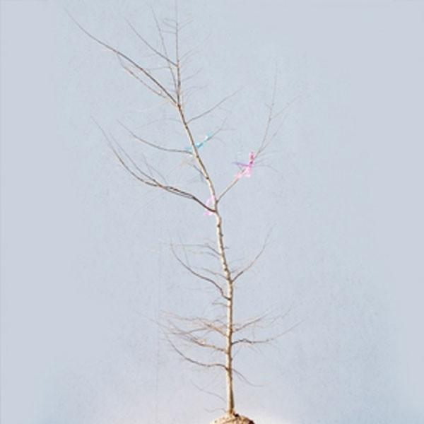 エノキ 単木 樹高1.8〜2.0m前後(根鉢含まず) 単品