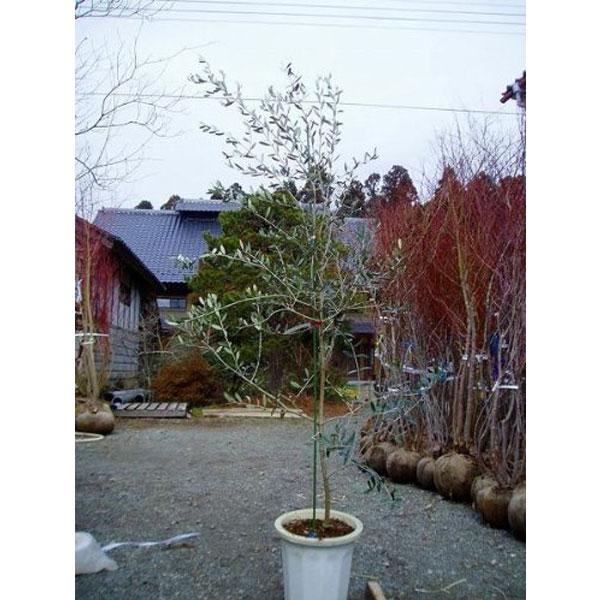 オリーブ (品種指定不可) 樹高1.8〜2.0m前後(根鉢含まず) 単品 : 相馬