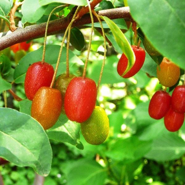 びっくりグミ 夏グミ セット売り