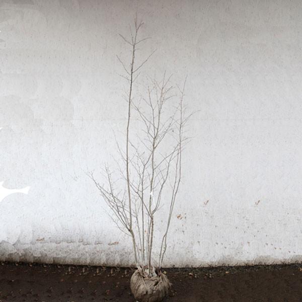 アオハダ 株立ち 樹高1.8〜2.0m前後(根鉢含まず) 単品 : 相馬グリーン