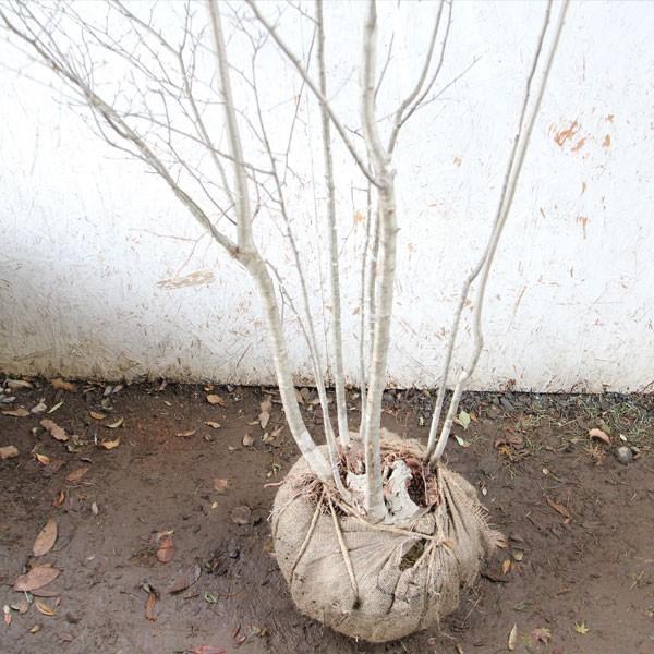 アオハダ 株立ち 樹高1.8〜2.0m前後(根鉢含まず) 単品 : 相馬グリーン