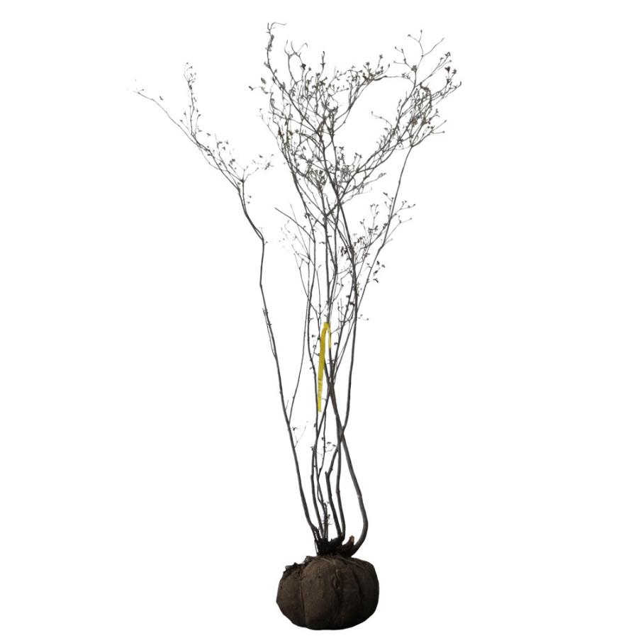 ドラセナ・ニオイシュロラン 2本立 根巻き済み 高さ約1.9m シンボル