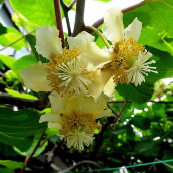 キウイ花粉　令和7年5月18日産　トムリ18グラム キウイ 香緑 (メス)・トムリ (オス) 樹高80cm前後 受粉樹2本セット