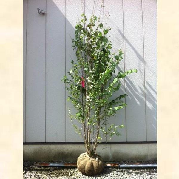 カツラ 株立ち 樹高2.5m前後(根鉢含まず) 単品［トラック配達商品、茨城県常総市から半径約30km圏内のみ対応可能］