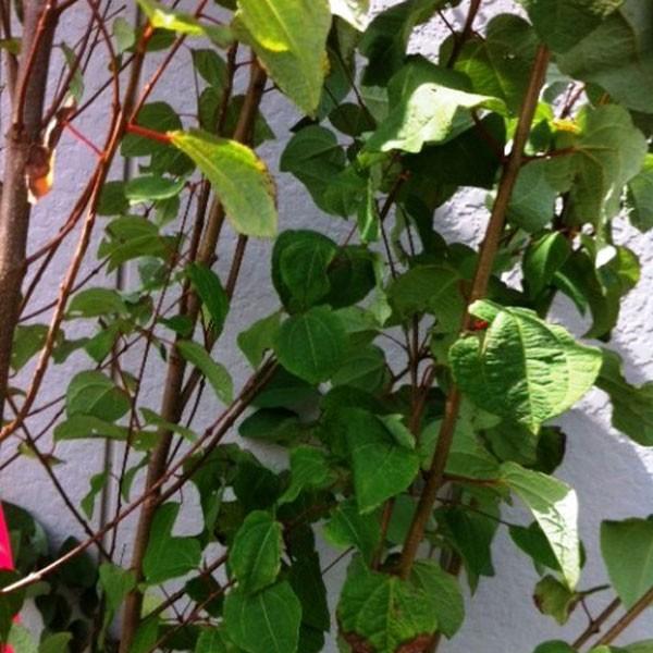 カツラ 株立ち 樹高2.5m前後(根鉢含まず) 単品［トラック配達商品