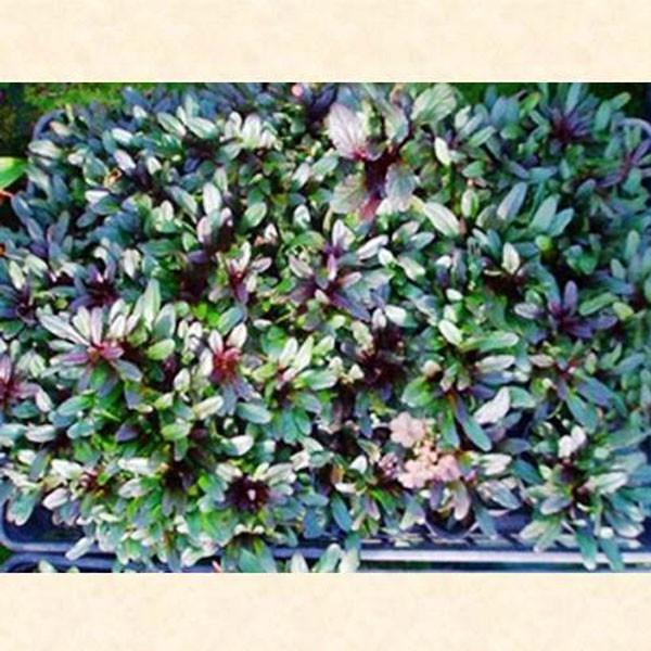 アジュガ 10ポットセット Soma491 相馬グリーン 通販 Yahoo ショッピング