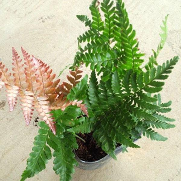 ベニシダ 単品 Soma529 相馬グリーン 通販 Yahoo ショッピング