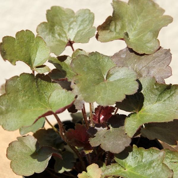 ヒューケラ 銅葉 5ポットセット Soma573 相馬グリーン 通販 Yahoo ショッピング