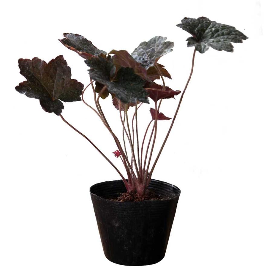 ヒューケラ 銅葉 5ポットセット Soma573 相馬グリーン 通販 Yahoo ショッピング