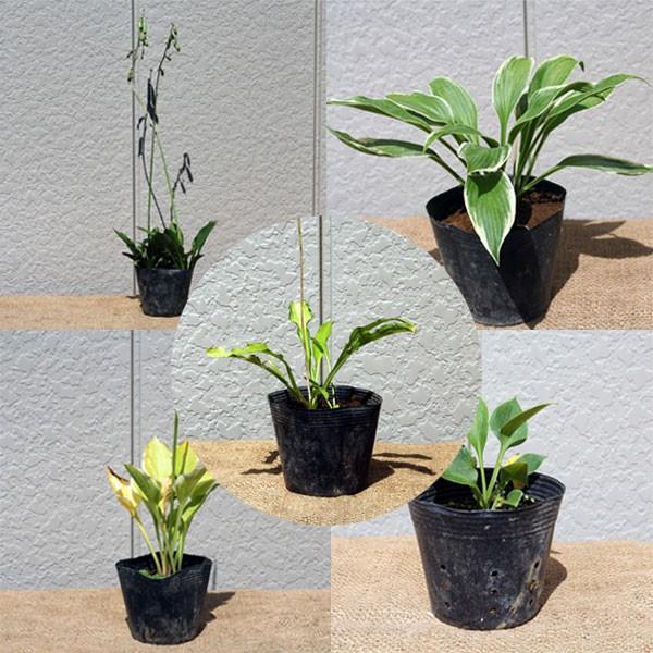 ギボウシ (お任せ品) 6ポットセット : 相馬グリーン - 通販 - Yahoo