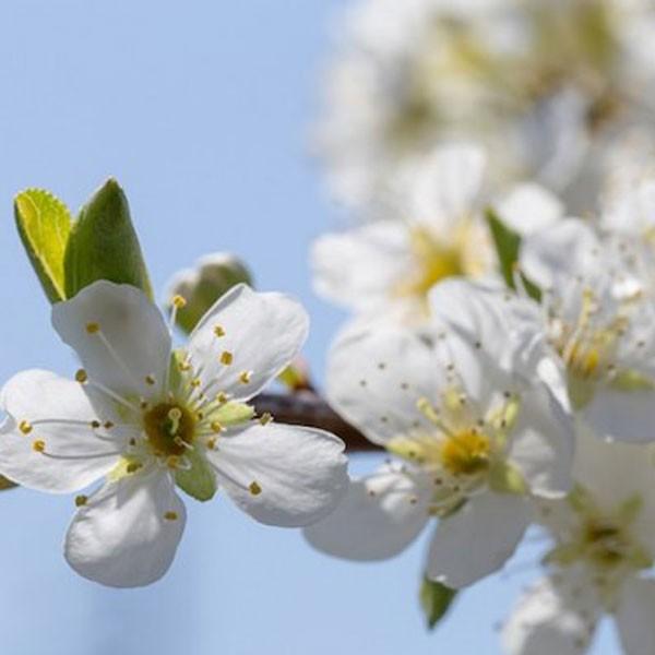 プルーン シュガープルーン 樹高80cm前後 3本セット : soma627 : 相馬  