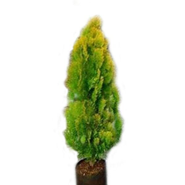 コノテガシワ エレガンテシマ 樹高1.2m前後 4本セット