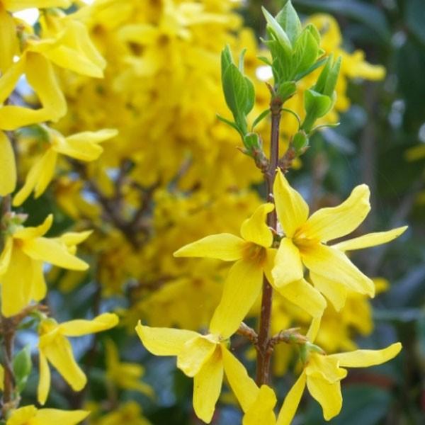 レンギョウ 樹高30 40cm前後 単品 Soma648 相馬グリーン 通販 Yahoo ショッピング