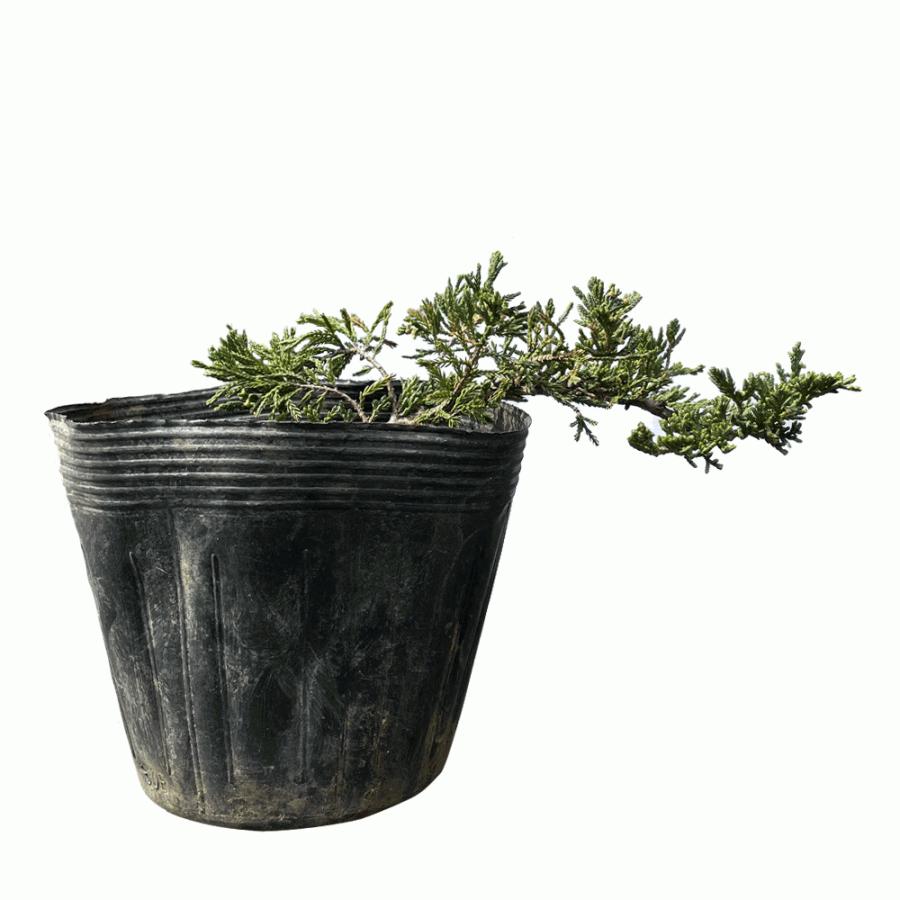 ハイビャクシン ウィルトニー 100ポットセット : 相馬グリーン - 通販