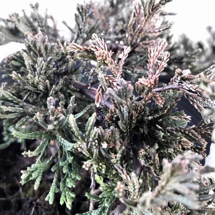 ウィルトニー 盆栽風 hanahirobaonline_niwaki-konifa