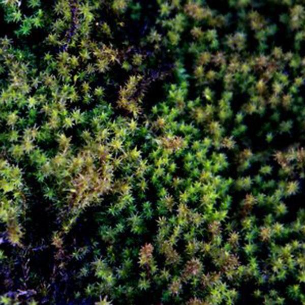 スナゴケ (砂苔) 盆栽用 特大 (容器サイズ138mm x 219mm) : 相馬