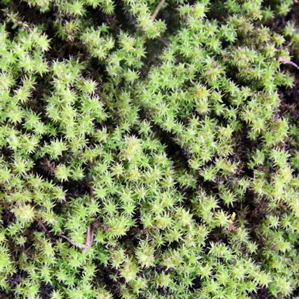 スナゴケ (砂苔) 盆栽用 特大 (容器サイズ138mm x 219mm) : 相馬