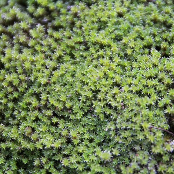 スナゴケ (砂苔) 盆栽用 特大 (容器サイズ138mm x 219mm) : 相馬