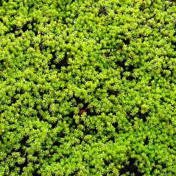 スナゴケ (砂苔) 盆栽用 特大 (容器サイズ138mm x 219mm) : 相馬