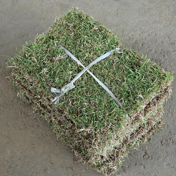 野芝 束セット Belle Ile Nature Org