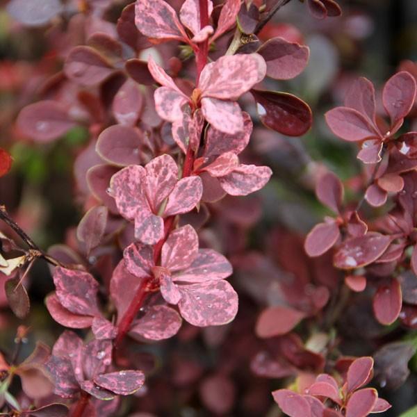 メギ ローズグロー 3ポットセット Soma700 相馬グリーン 通販 Yahoo ショッピング