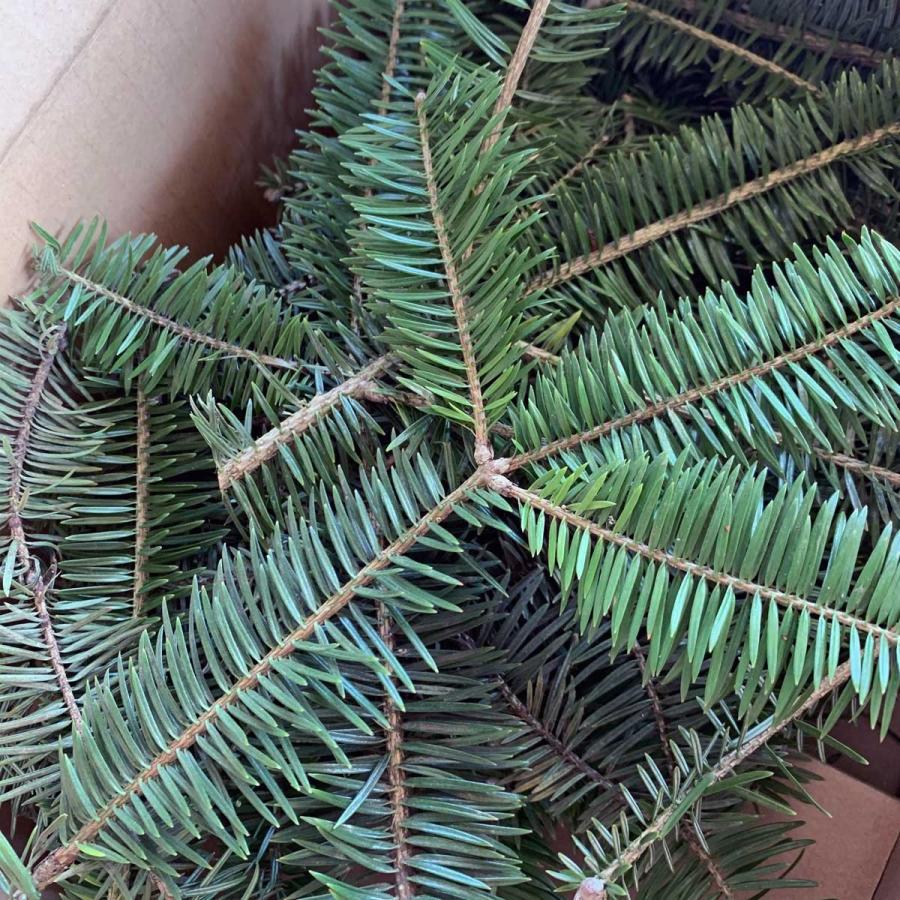 もみの木 切り枝 約15 cm 30本入り Soma816 相馬グリーン 通販 Yahoo ショッピング