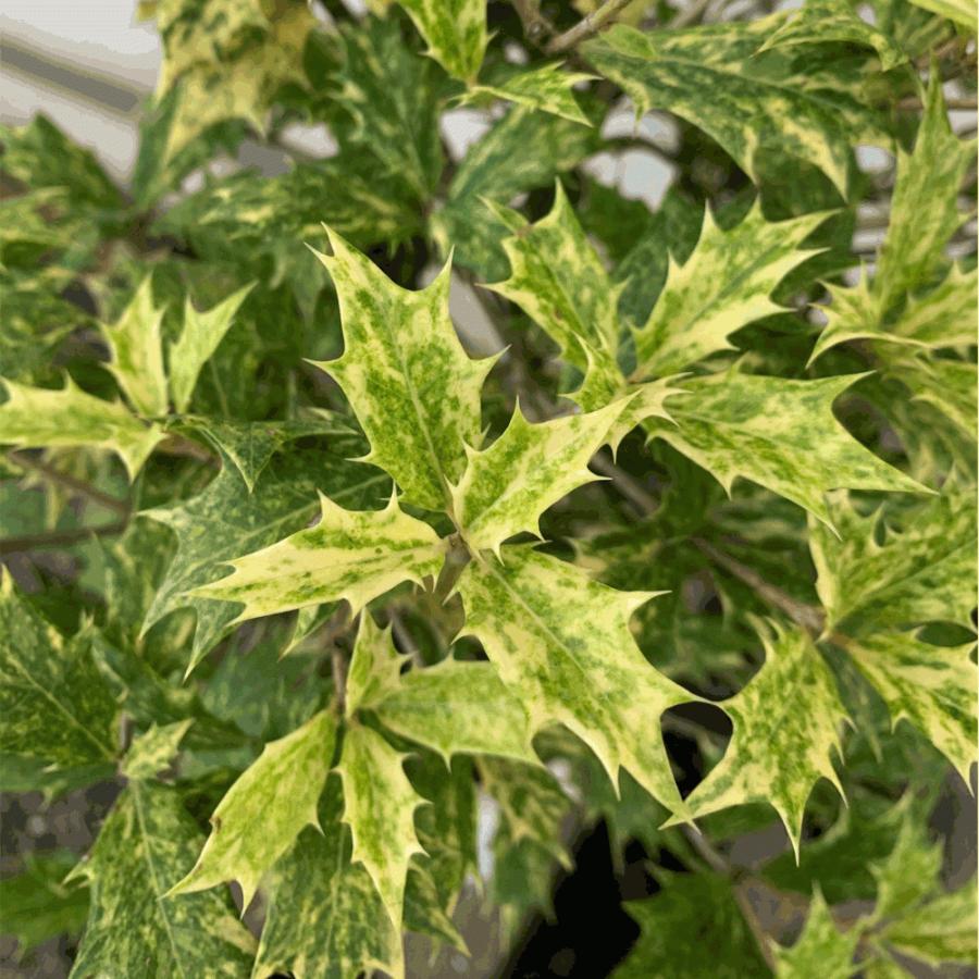 ゴシキヒイラギ 樹高20〜30cm前後 単品 : 相馬グリーン - 通販 - Yahoo