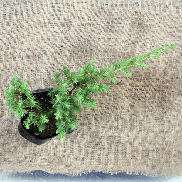 ブルーパシフィック 12ポットセット : 相馬グリーン - 通販 - Yahoo