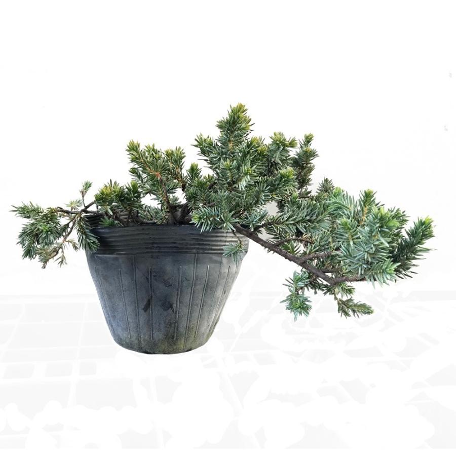 ブルーパシフィック 12ポットセット : 相馬グリーン - 通販 - Yahoo