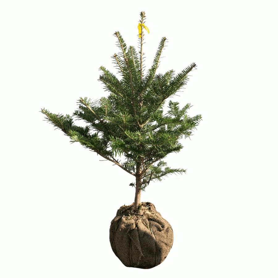 もみの木 (ウラジロモミ) 樹高70〜80cm前後 (根鉢含まず) 単品 本物の