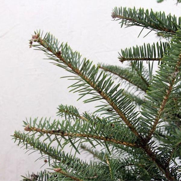 もみの木 (ウラジロモミ) 樹高70〜80cm前後 (根鉢含まず) 単品 本物の