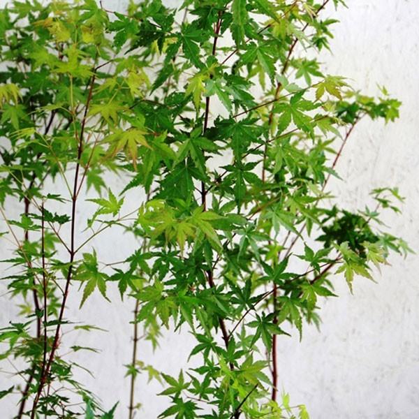 イロハモミジ 樹高50cm前後 10本セット : 相馬グリーン - 通販 - Yahoo