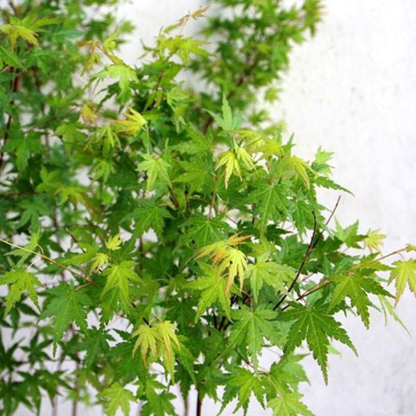 イロハモミジ 樹高50cm前後 10本セット : 相馬グリーン - 通販 - Yahoo