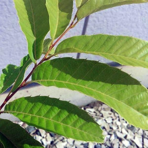 クリ 柴栗 (シバグリ) 樹高60cm前後 10本セットの画像