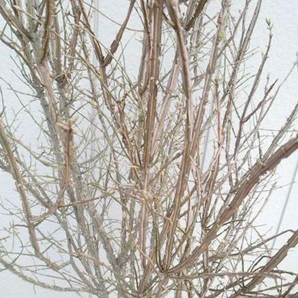 ニシキギ 株立ち 樹高1.0m前後(根鉢含まず) 単品 : 相馬グリーン