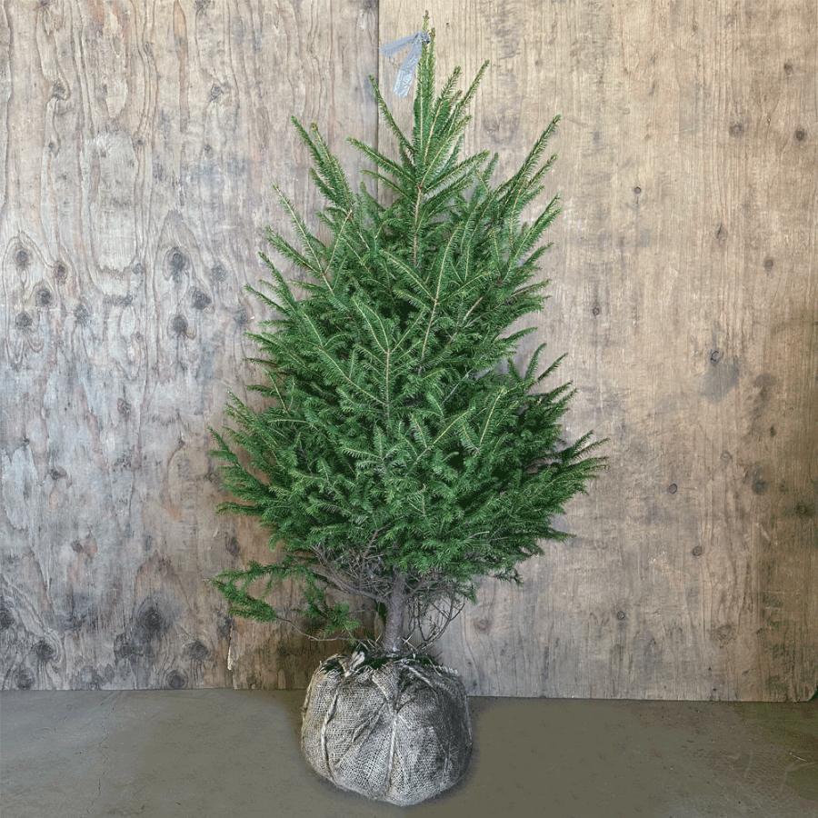 赤蝦夷松　苗木　約1.5メートル　クリスマスツリーに アカエゾマツ 樹高1.0m前後（根鉢含まず）単品 本物のクリスマスツリー