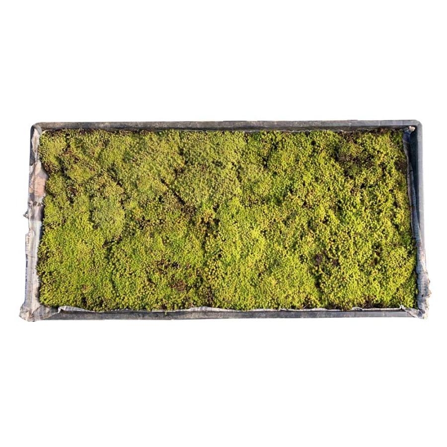 スナゴケ (砂苔) マット 58cm×28cm 10枚セット : 相馬グリーン - 通販