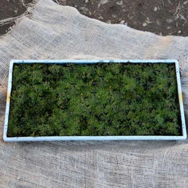 スナゴケ (砂苔) マット 58cm×28cm 10枚セット : 相馬グリーン - 通販