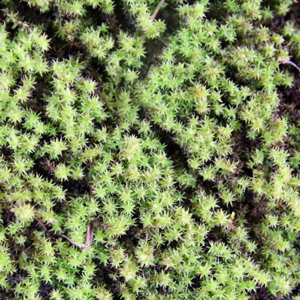 スナゴケ (砂苔) マット 58cm×28cm 10枚セット : 相馬グリーン - 通販