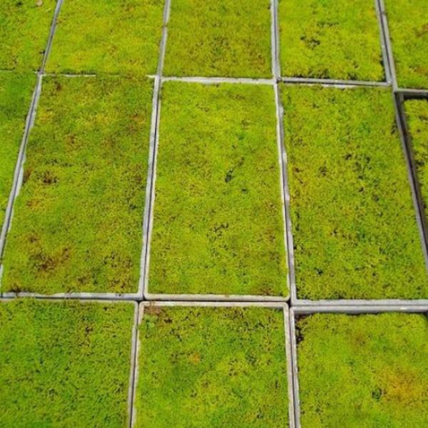 スナゴケ (砂苔) マット 58cm×28cm 10枚セット : 相馬グリーン - 通販