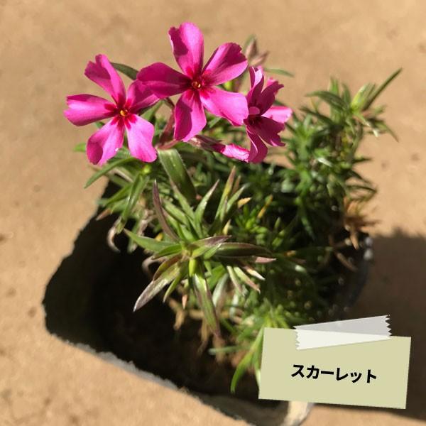 芝桜 (シバザクラ) 3カラー選べる 150ポットセット｜somagreen｜05