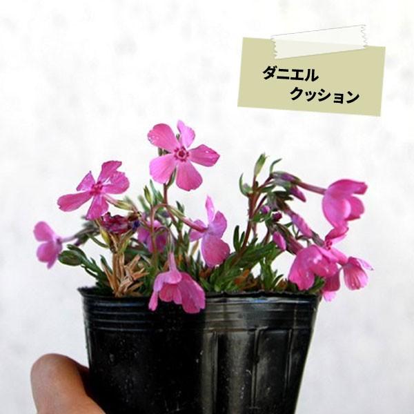 芝桜 (シバザクラ) 3カラー選べる 150ポットセット｜somagreen