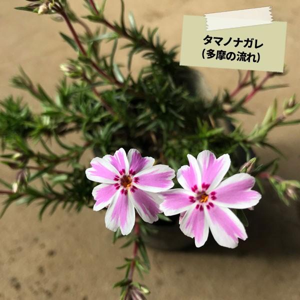 芝桜 (シバザクラ) 3カラー選べる 150ポットセット｜somagreen｜07